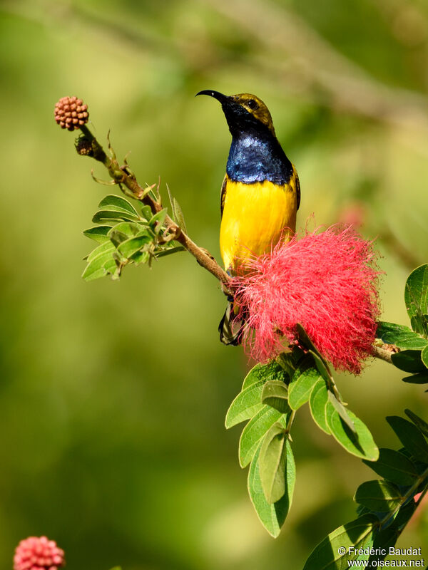 Sahul Sunbird male adult