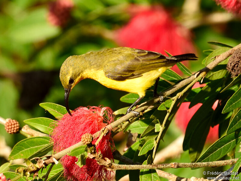 Sahul Sunbird female adult, eats