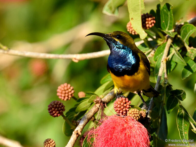 Sahul Sunbird male adult