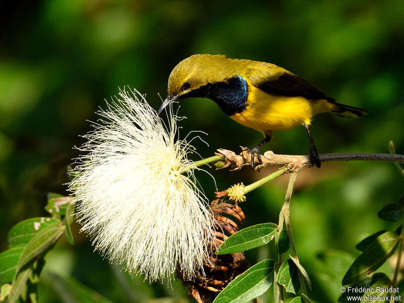 Sahul Sunbird male adult, eats