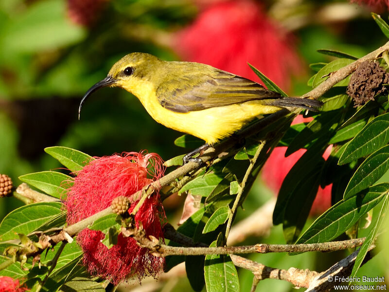 Sahul Sunbird female adult