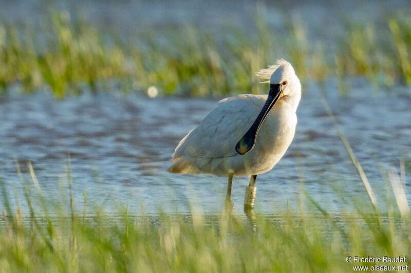 Eurasian Spoonbilladult breeding