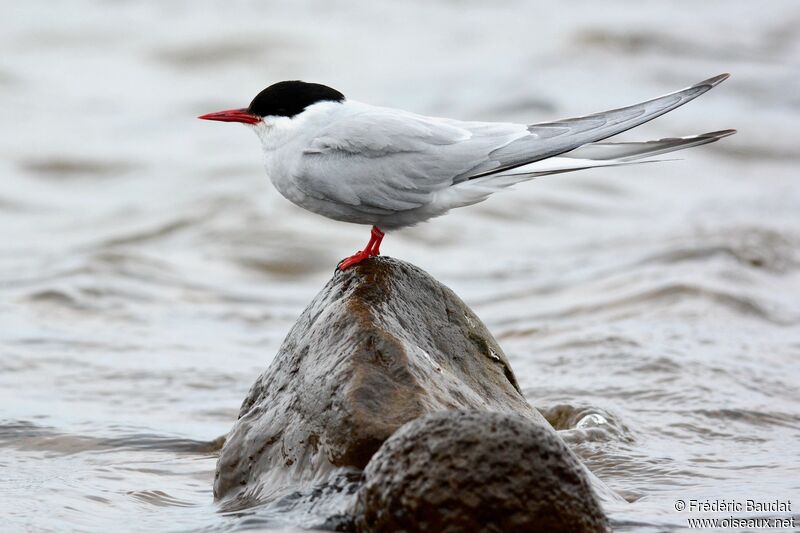 Arctic Tern