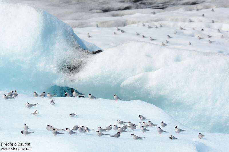 Arctic Ternadult breeding, habitat, Behaviour