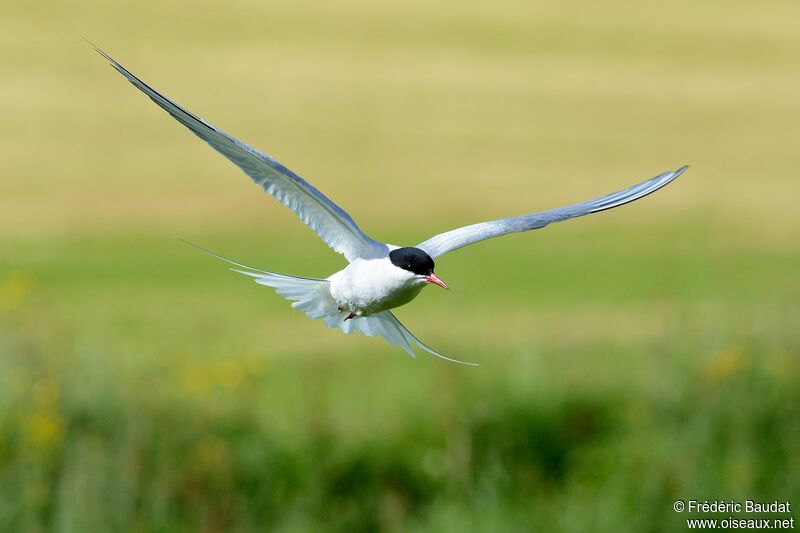 Arctic Ternadult breeding, Flight