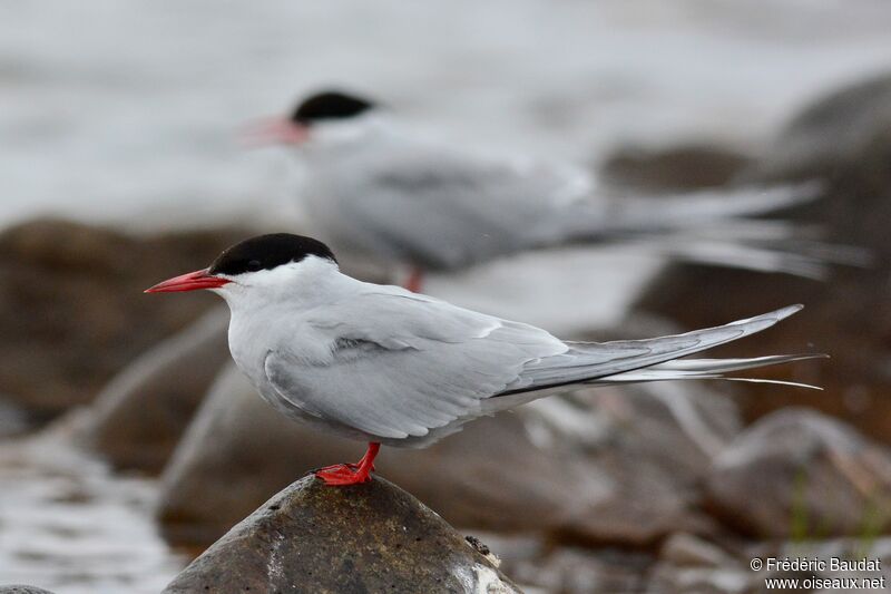 Arctic Ternadult breeding, identification