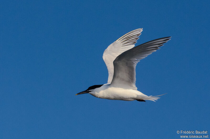 Sandwich Ternadult breeding, Flight