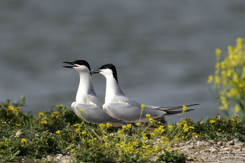 Gull-billed Ternadult breeding