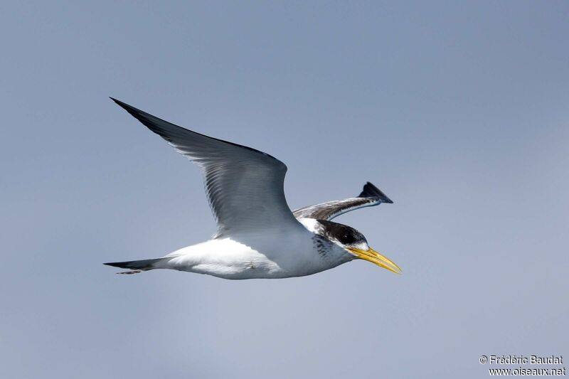 Greater Crested TernSecond year, Flight