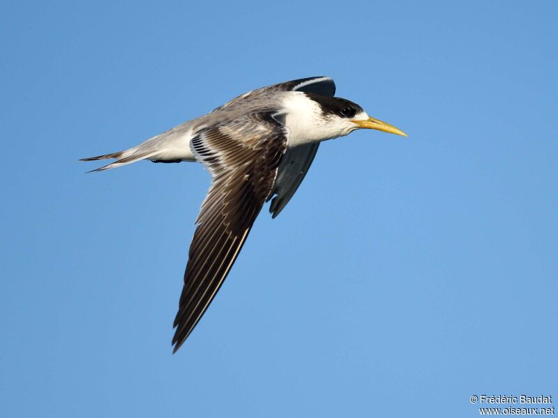 Greater Crested TernSecond year, Flight