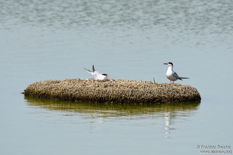 Common Ternadult breeding, Reproduction-nesting