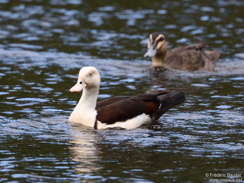 Radjah Shelduckadult, swimming