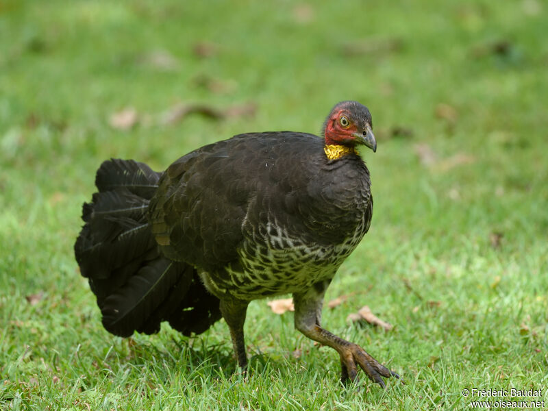 Australian Brushturkeyadult, walking