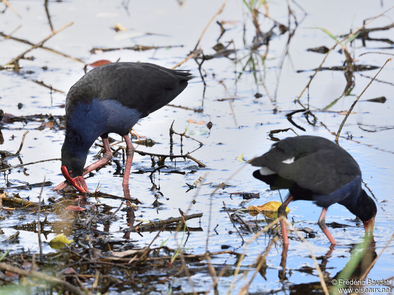 Australasian Swamphenadult, eats