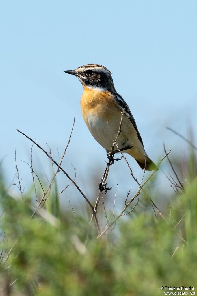 Tarier des prés mâle adulte nuptial