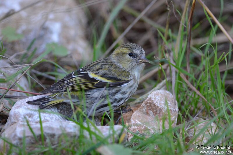 Eurasian Siskin female, identification, eats