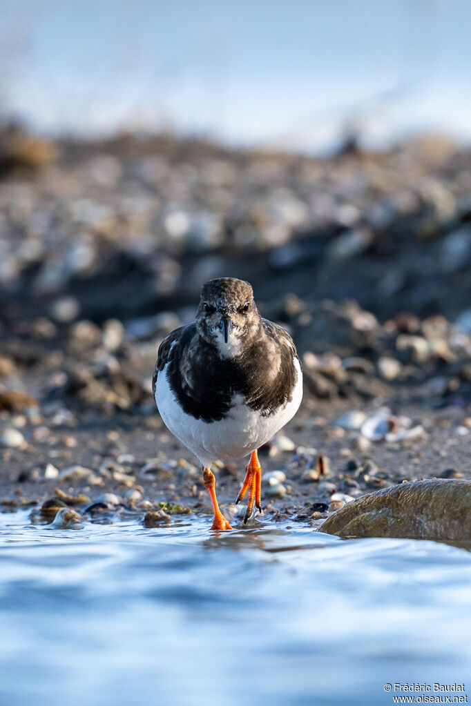 Tournepierre à collier