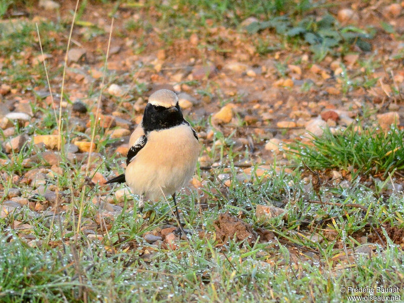 Desert Wheatear male adult, camouflage, pigmentation