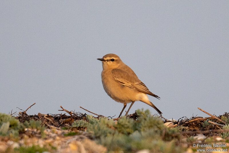 Isabelline Wheatear