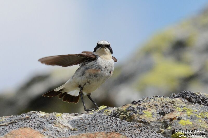 Northern Wheatear male adult breeding