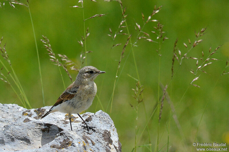 Northern Wheatearjuvenile