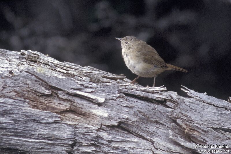 Troglodyte austral