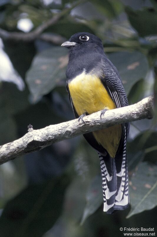 Trogon à lunettes jaunes femelle adulte, identification