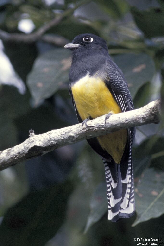 Trogon pattu