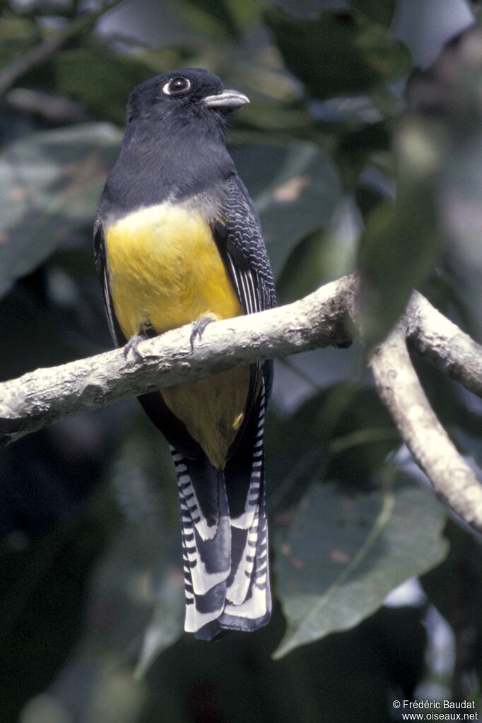 Trogon pattu
