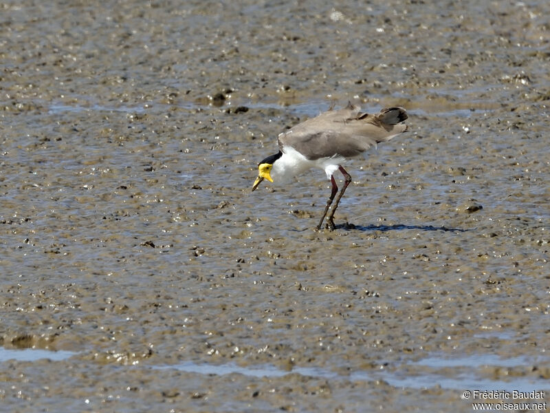 Masked Lapwingadult