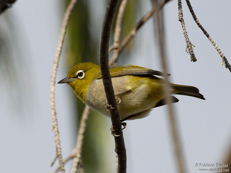 Zostérops à dos gris