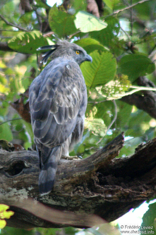 Aigle huppéadulte