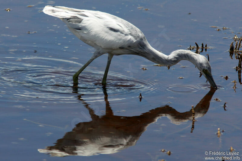 Aigrette bleuejuvénile, identification