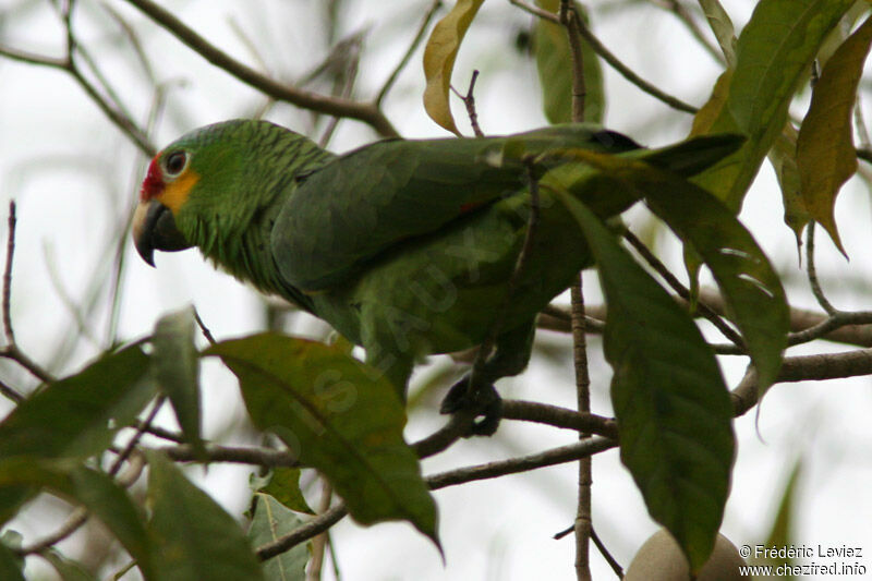 Red-lored Amazonadult