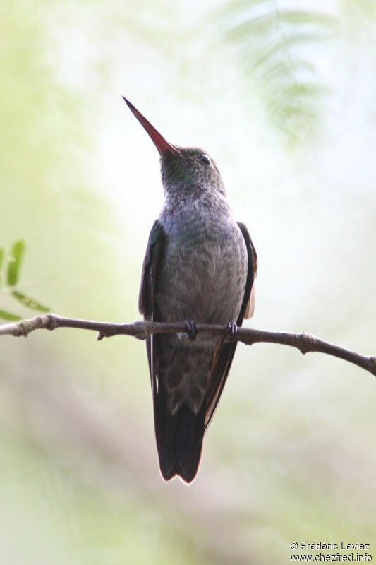 Blue-chested Hummingbirdadult, identification