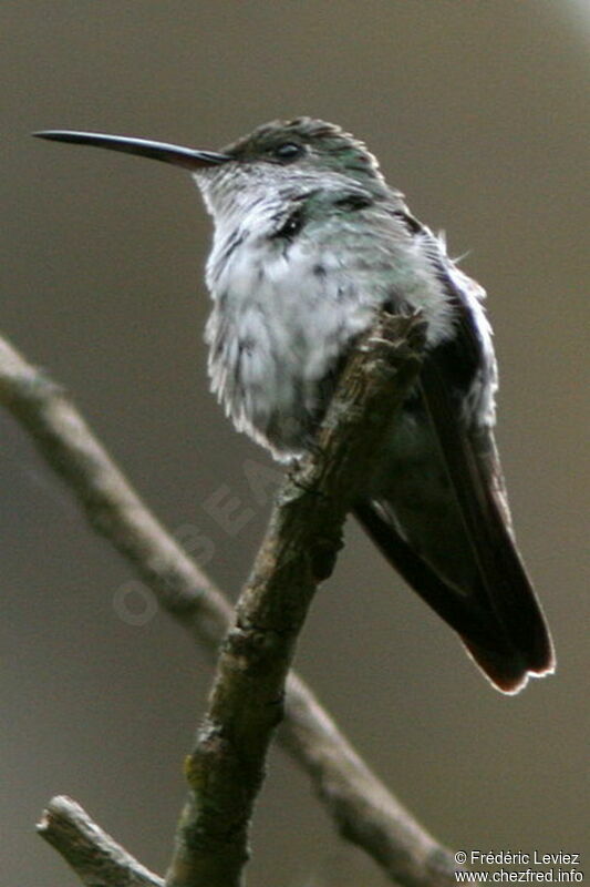 Green-and-white Hummingbirdadult