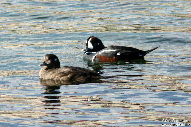 Harlequin Duck adult breeding, identification