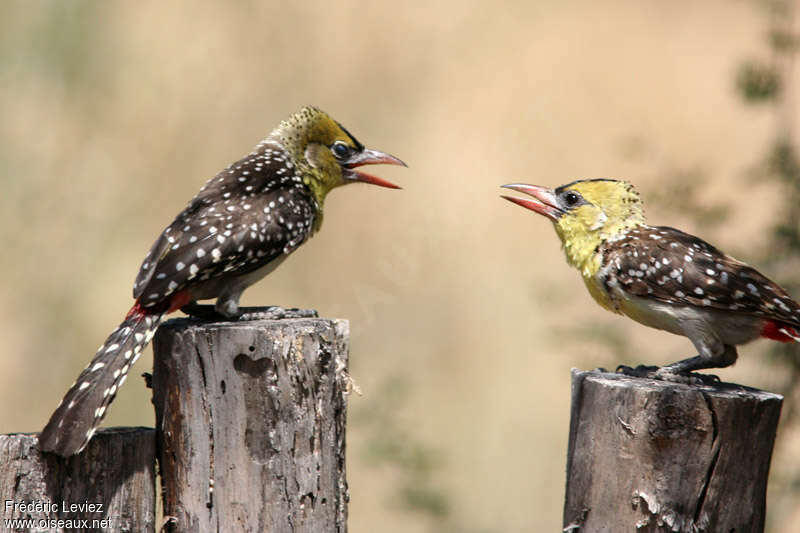 Yellow-breasted Barbetadult, Reproduction-nesting