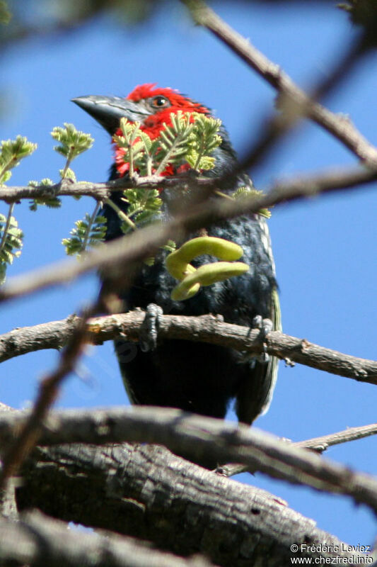 Black-billed Barbetadult