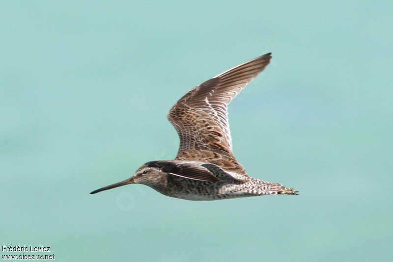 Short-billed Dowitcher, Flight