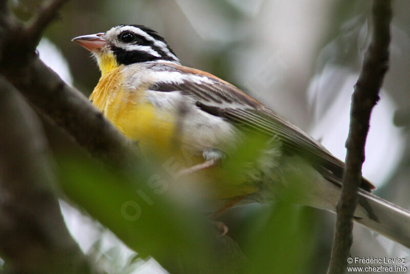 Golden-breasted Buntingadult