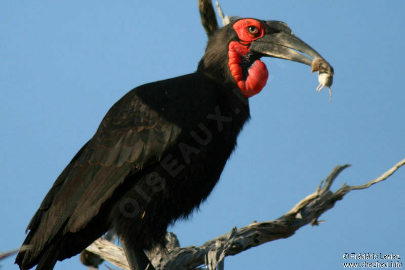 Southern Ground Hornbill female adult