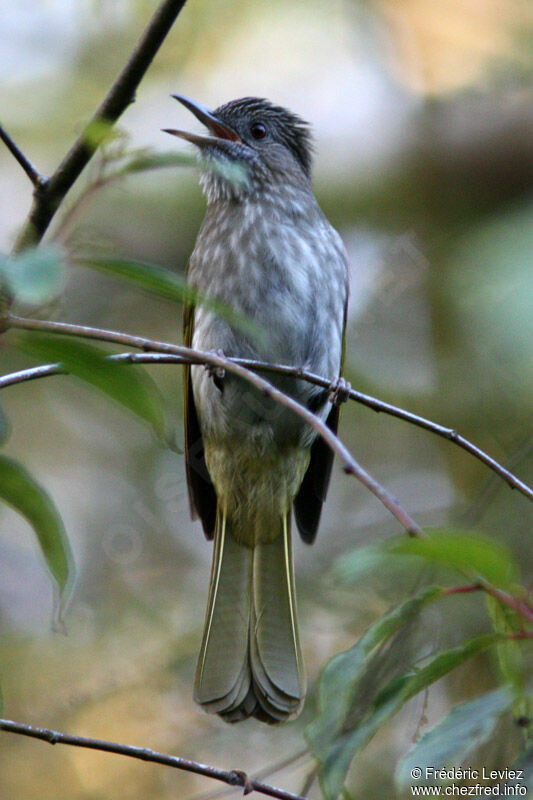 Bulbul de McClelland, identification