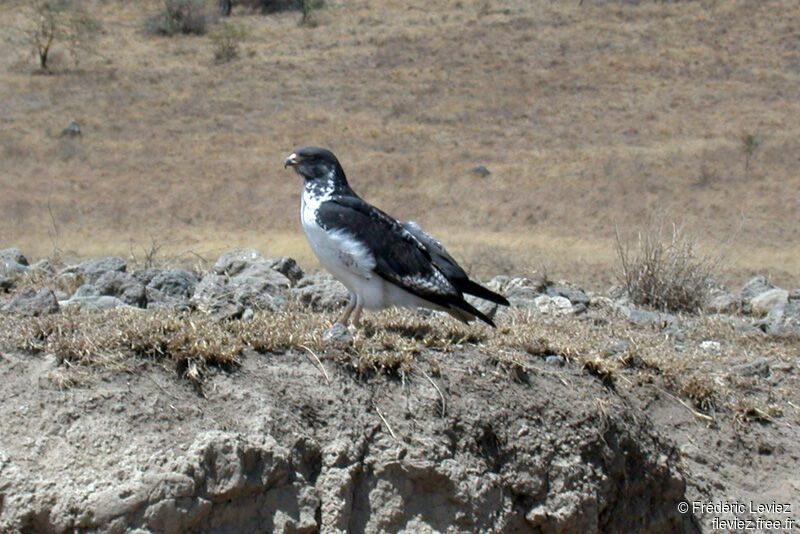 Augur Buzzard