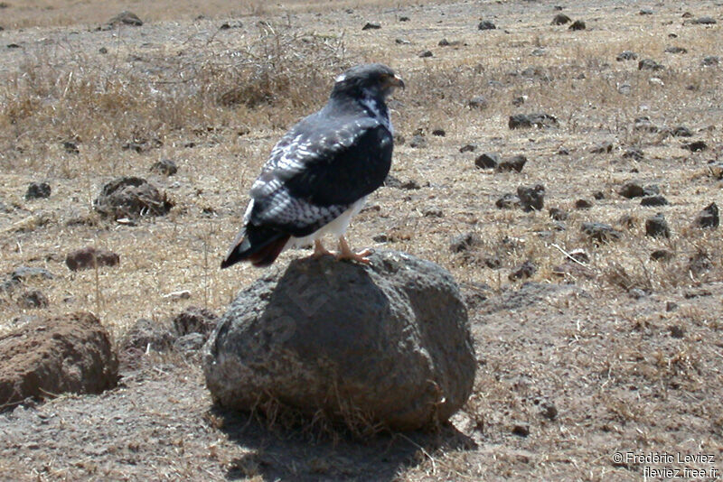 Augur Buzzard