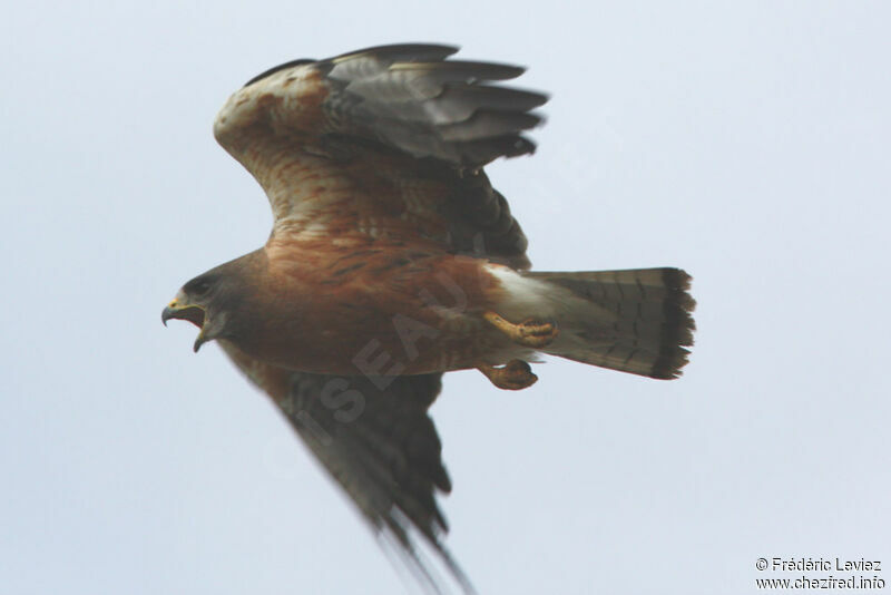 Swainson's Hawkadult, Flight