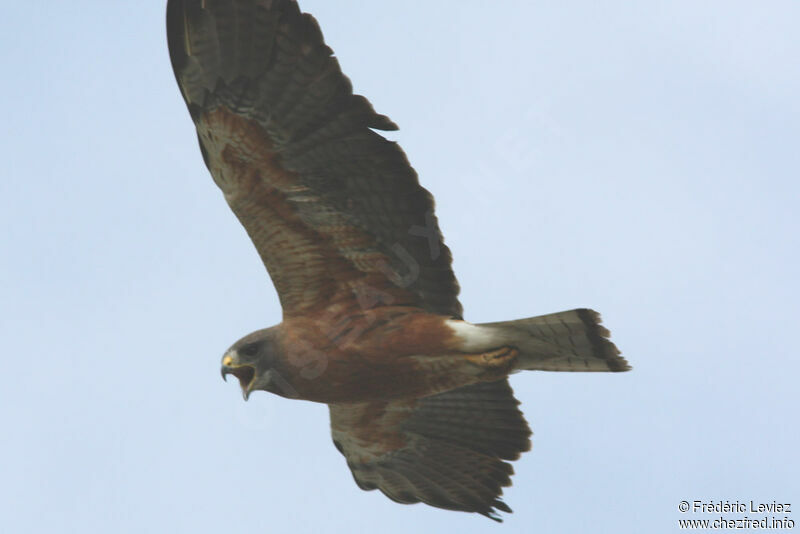 Swainson's Hawkadult, Flight