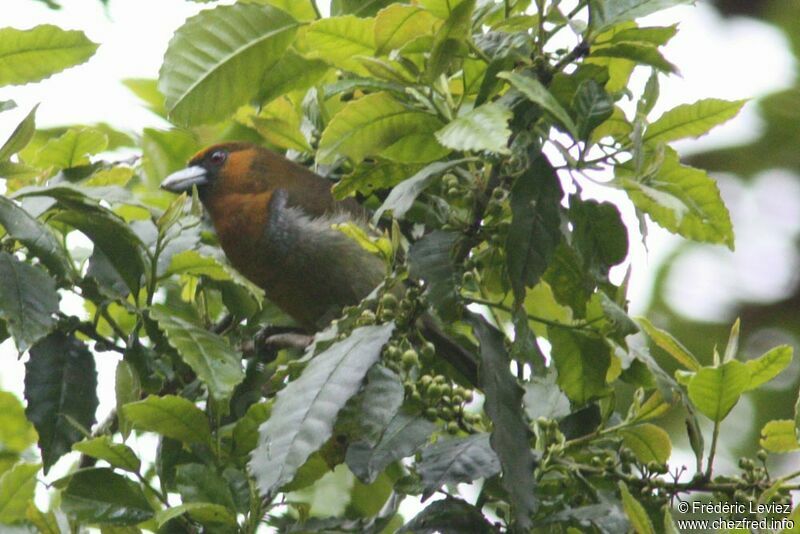 Prong-billed Barbetadult, identification