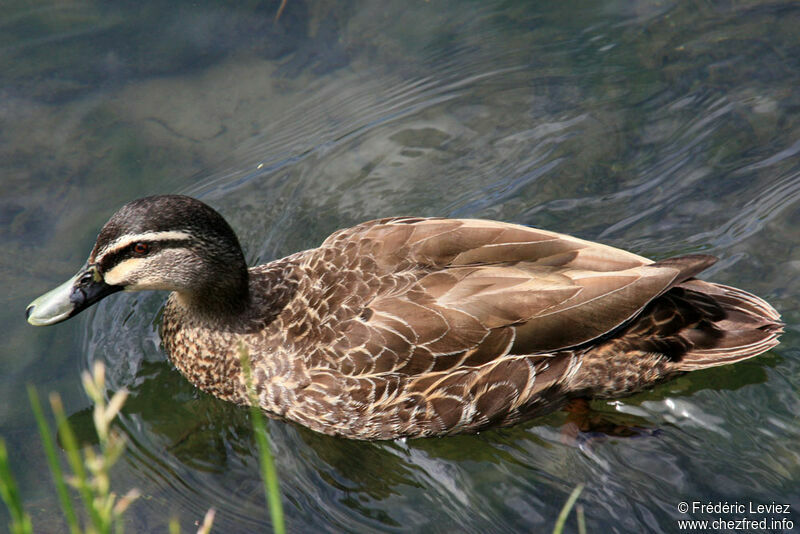 Canard à sourcilsadulte, identification