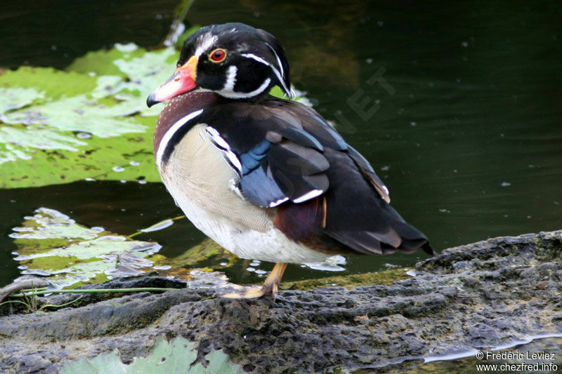 Canard carolin mâle adulte nuptial